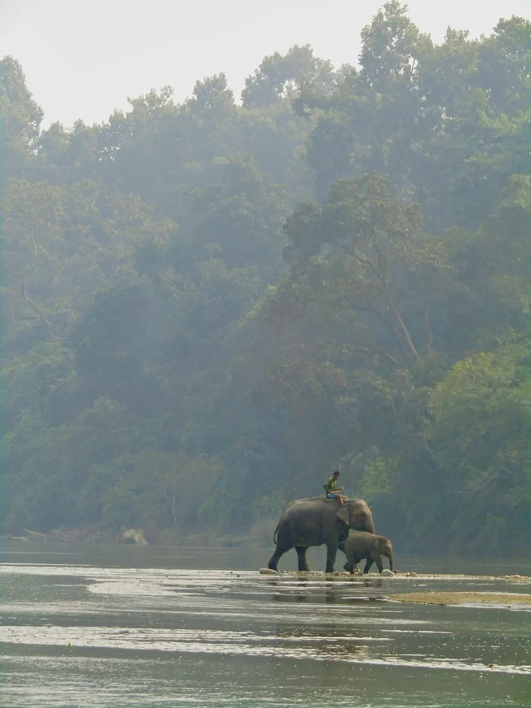 5 Morning Yoga Poses to Energize Your Day